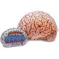 Emergency Inflatable Brain