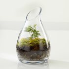 Live Terrarium To Go Carafe