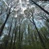 mechanical-trees