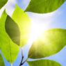 Newest High Tech Invention - The Leaf? 