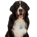 Canine Twitterer for human pleasure