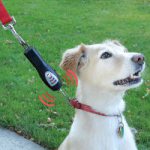 Tug-Preventing Dog Trainer