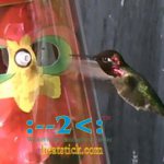 Wearable Hummingbird Feeder  