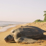 Halco Amber Bulbs – Light the Way for Baby Sea Turtles