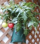 The Tomato Maker