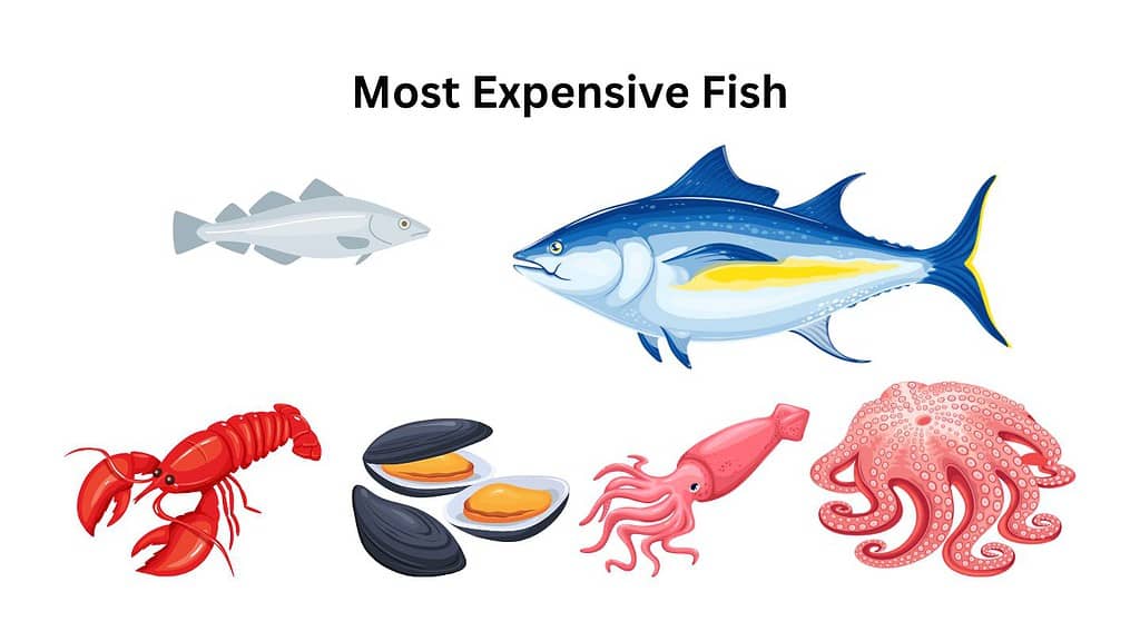 Most Expensive Tuna